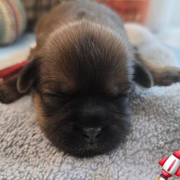 Red Collar Rocket - Brown male Shichon puppy in Upland, California from IDREAMOFPUPPIES