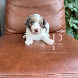 Canyon - Chocolate merle male Bernedoodle puppy in Tulsa, Oklahoma from The Poodle Co. Raising Doodles & Poodles