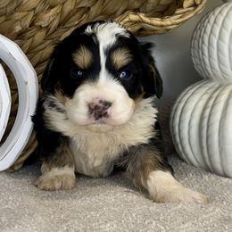 Girl 5 - Tri-color female Bernedoodle puppy in Russiaville, Indiana from Pleasant Creek Minibernedoodles