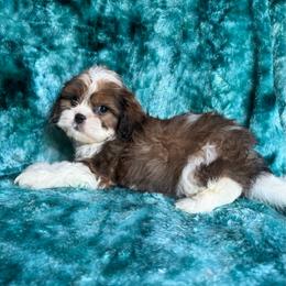 Rafael - Red and white male Cavatzu puppy in Knoxville, Tennessee from Rocky Top Cavapoos