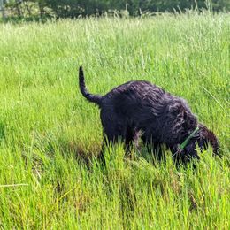 Giant Schnauzer Puppies from Riesenschnauzers von Reh Bach