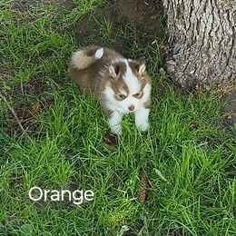 Orange - Red and white female Pomsky puppy in Blackfoot, Idaho from Snake River Pomskys