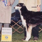 Borzois from Karanoff Borzoi
