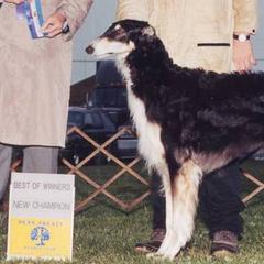 Borzois from Karanoff Borzoi
