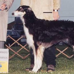 Borzois from Karanoff Borzoi