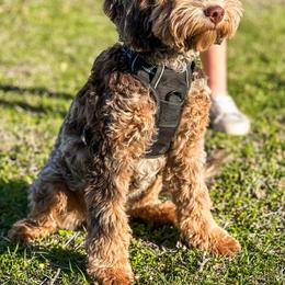 Macchi - Goldendoodle