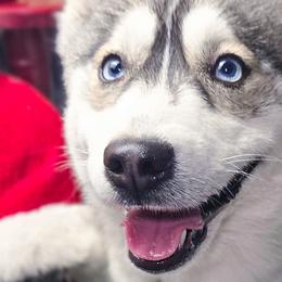 Dixie - Pomsky