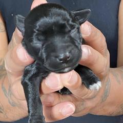 Miniature Schnauzer Puppies from G2G BREEDER