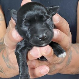 Miniature Schnauzer Puppies from G2G BREEDER