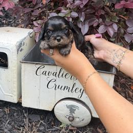 Wilson - Black and tan male Cavalier King Charles Spaniel puppy in Lula, Georgia from Cavaliers by Crumley