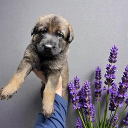 Dorado - Sable male German Shepherd puppy in Oakland, Oregon from VHM German Shepherds