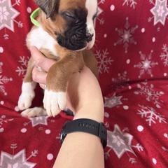 Boxer Puppies from Goose River Boxers Co