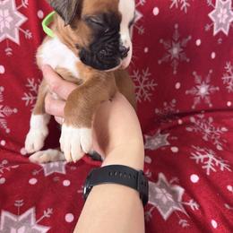 Boxer Puppies from Goose River Boxers Co