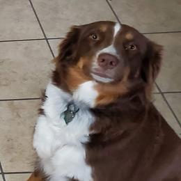 Lady - Australian Shepherd