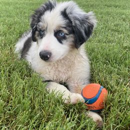 Miniature Australian Shepherd Puppies from Akasta Aussies