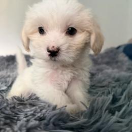 Honey - White and tan female Maltese puppy in Chattanooga, Tennessee from Joyfull Pals