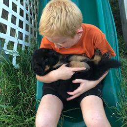 German Shepherd Puppies from Semper Fi K9 Montana