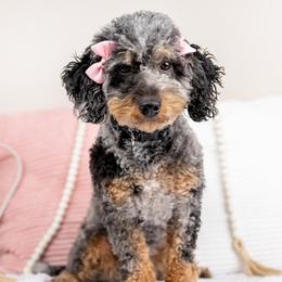 Daisy - Poodle