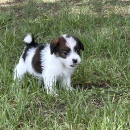 Bruno x Mya Female 2 - White and tan female Russell Terrier puppy in Ocala, Florida from Jumping Jacks Russells