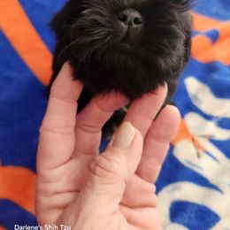 Shih Tzu Puppies from Duggers Shih Tzu