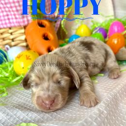 Hoppy(3200 AKC pet) - Dapple male Dachshund puppy in Augusta, Arkansas from Savvy-Dee's Dachshunds