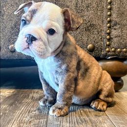 Sandy - Red brindle and white female Bulldog puppy in Lake Stevens, Washington from Washington Bulldogs