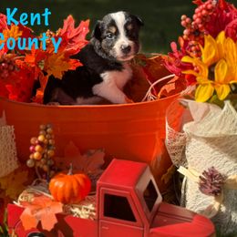 Kent County - Tri-color male Border Collie puppy in Coventry, Rhode Island from Michelle's Border Collies