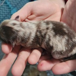 Sunshine - Chocolate merle female Pomeranian puppy in Manchester, Tennessee from Tanner's Majestix Kennels