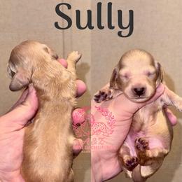 Sully - Cream male Dachshund puppy in Hornbeck, Louisiana from A&Z Mini Dachshunds
