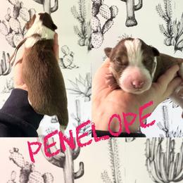 Penelope - Red female Border Collie puppy in Sanger, California from Flying M Cactus Ranch Buddies