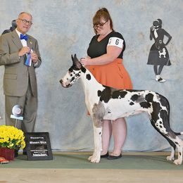 Great Dane All Grown Up from Evergreen Danes
