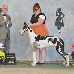 Great Dane All Grown Up from Evergreen Danes