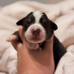 Star AKC - Red tri-color female Australian Shepherd puppy in Polk City, Florida from Skaky Shepherds