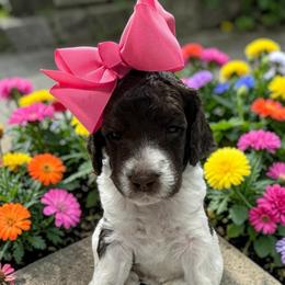 Leia - Parti female Poodle puppy in Prosperity, Pennsylvania from Stelladoodles & Company
