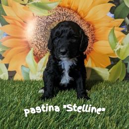 Stelline - Black female Sheepadoodle puppy in Berwick, Pennsylvania from Wright’s Wiggle Butts