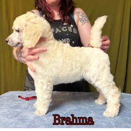 Brahma - Cream female Poodle puppy in Aurora, Colorado from Chiaroscuro Kennel