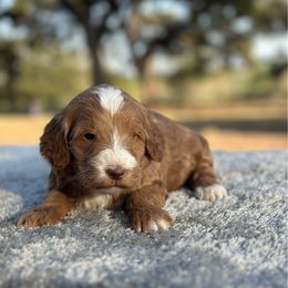 Girl 1 - Red  female Goldendoodle puppy in Cuero, Texas from Firestorm Kennel