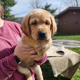 Labrador Retriever Puppies from Wag More English Labradors