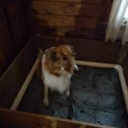 Old Time Scotch Collie Puppies from Hideaway Farm Scotch Collies