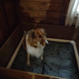 Old Time Scotch Collie Puppies from Hideaway Farm Scotch Collies