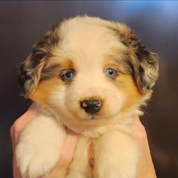 Boy 1, Izzy - Blue merle male Miniature Australian Shepherd puppy in Hampton, Tennessee from TC Farms Stock Dogs - Miniature Australian Shepherds