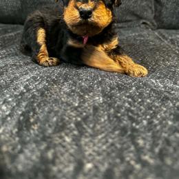 Pink - Black and tan male Airedale Terrier puppy in Branch, Michigan from Aim High Airedales & German Shorthaired Pointers