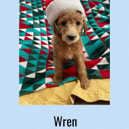 Priscilla AKC - Red  female Poodle puppy in Harrisburg, Arkansas from Ransone’s Ridge Runners Poodles and Doodles