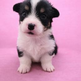 Sophia - Black and tan female Pembroke Welsh Corgi puppy in Ramona, Oklahoma from Eden Farms Corgis