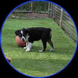 Sammy - Black tri male Toy Australian Shepherd puppy in Snowflake, Arizona from Halfpint Aussies