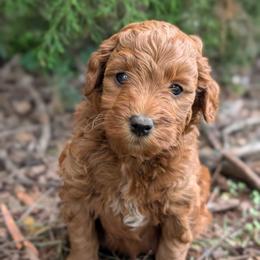 Red - Red  male Goldendoodle puppy in Midland, North Carolina from Alger Farm, LLC