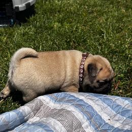 Brown - Fawn male Pug puppy in Baylis, Illinois from Cameo's Pugs