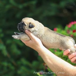 Girl 1 - Fawn female Cane Corso puppy in Cable, Ohio from Americana Cane Corso