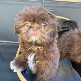 Professor - Chocolate male Shih Tzu puppy in Las Vegas, Nevada from Vegas Shih Tzus