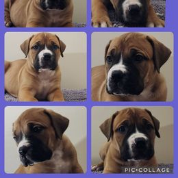 purple - Boerboel puppy from Freedom Boerboels LLC